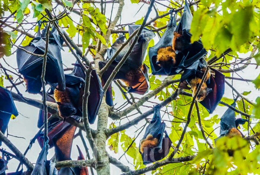 Thái Lan siết chặt cửa ngõ du lịch trước virus Nipah, Việt Nam cần phòng từ xa để giữ an toàn điểm đến