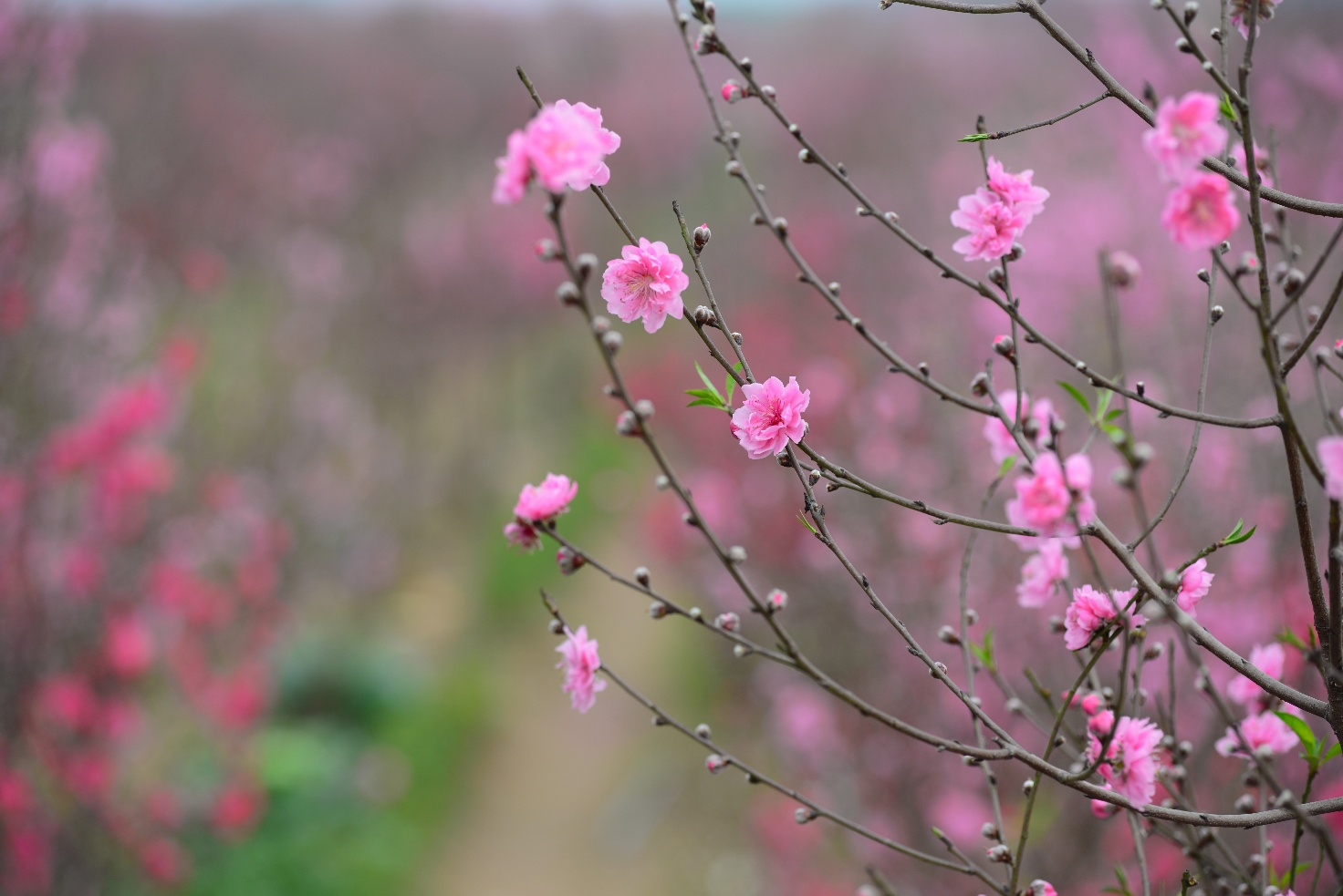 Một góc nhìn của người xưa về năm Bính Ngọ 2026