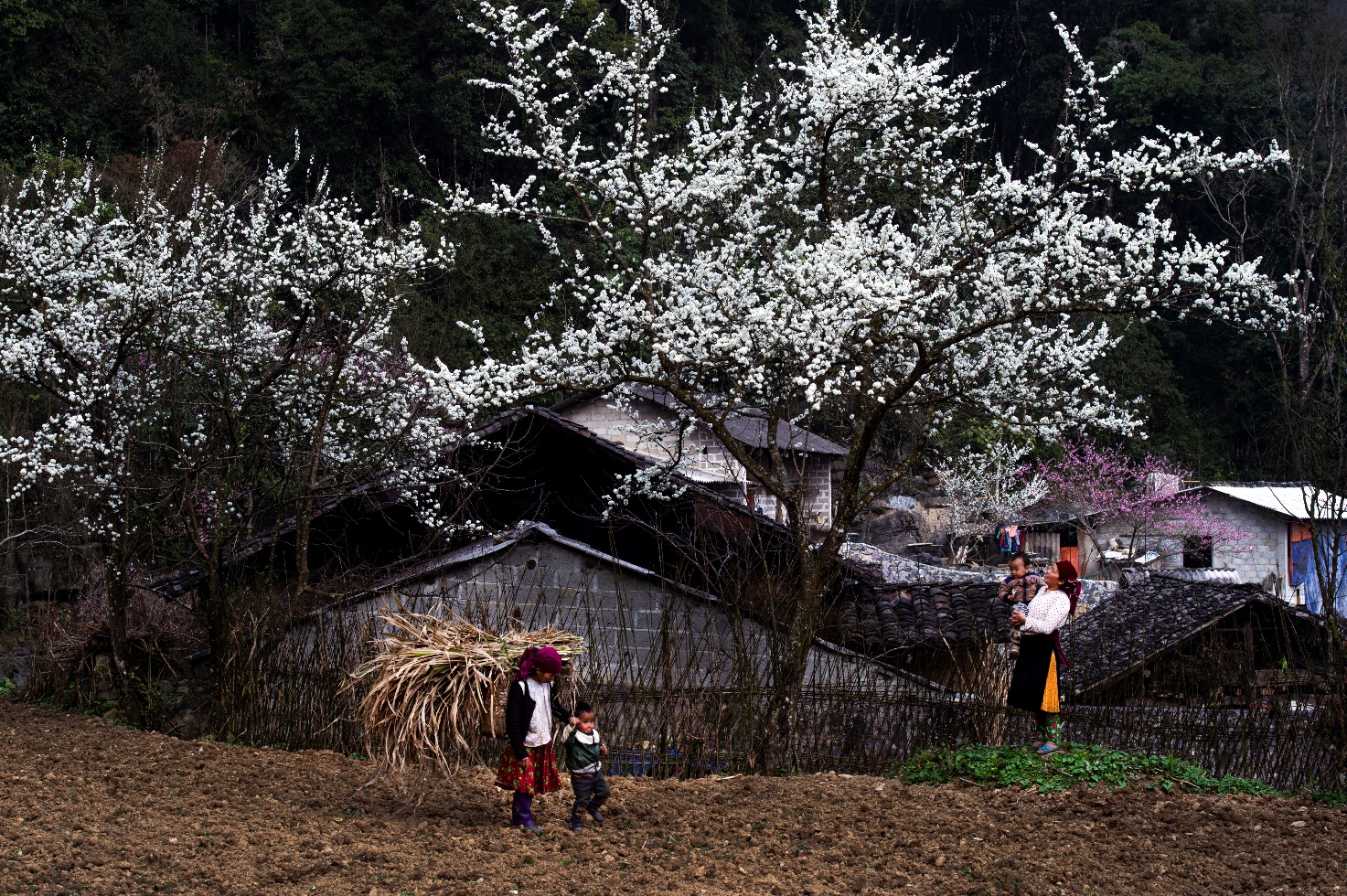 Một góc nhìn của người xưa về năm Bính Ngọ 2026
